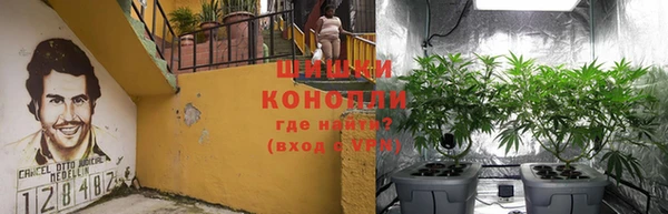 сатива Алзамай